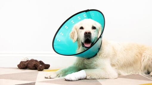 Dog wearing clearance cone after neutering